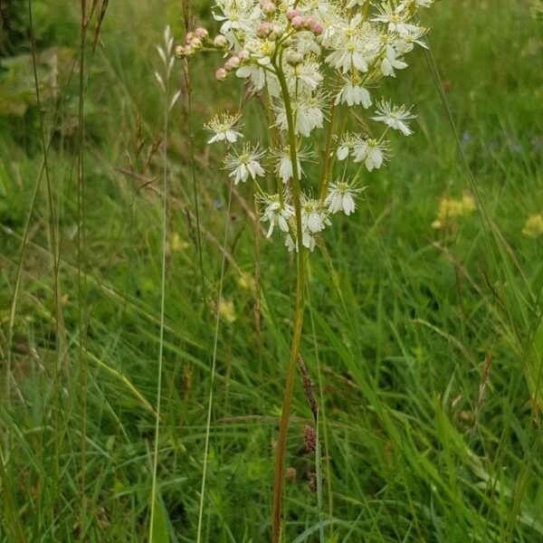 Midsummer and Bangtan flowers