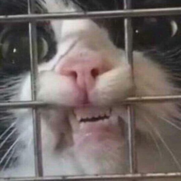 Mods Asleep!                                        What song/photo/video makes you go like this?