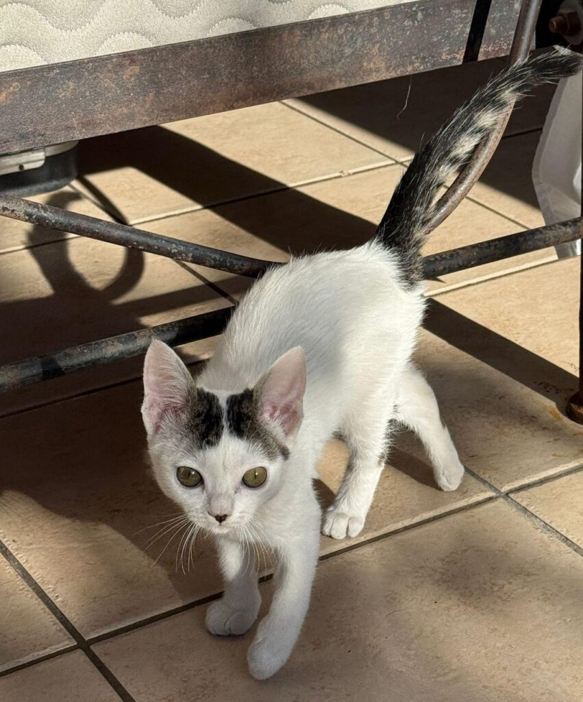BTS kitten