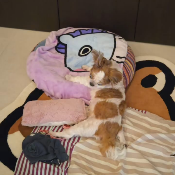 Hobi IG Post (video) 290126