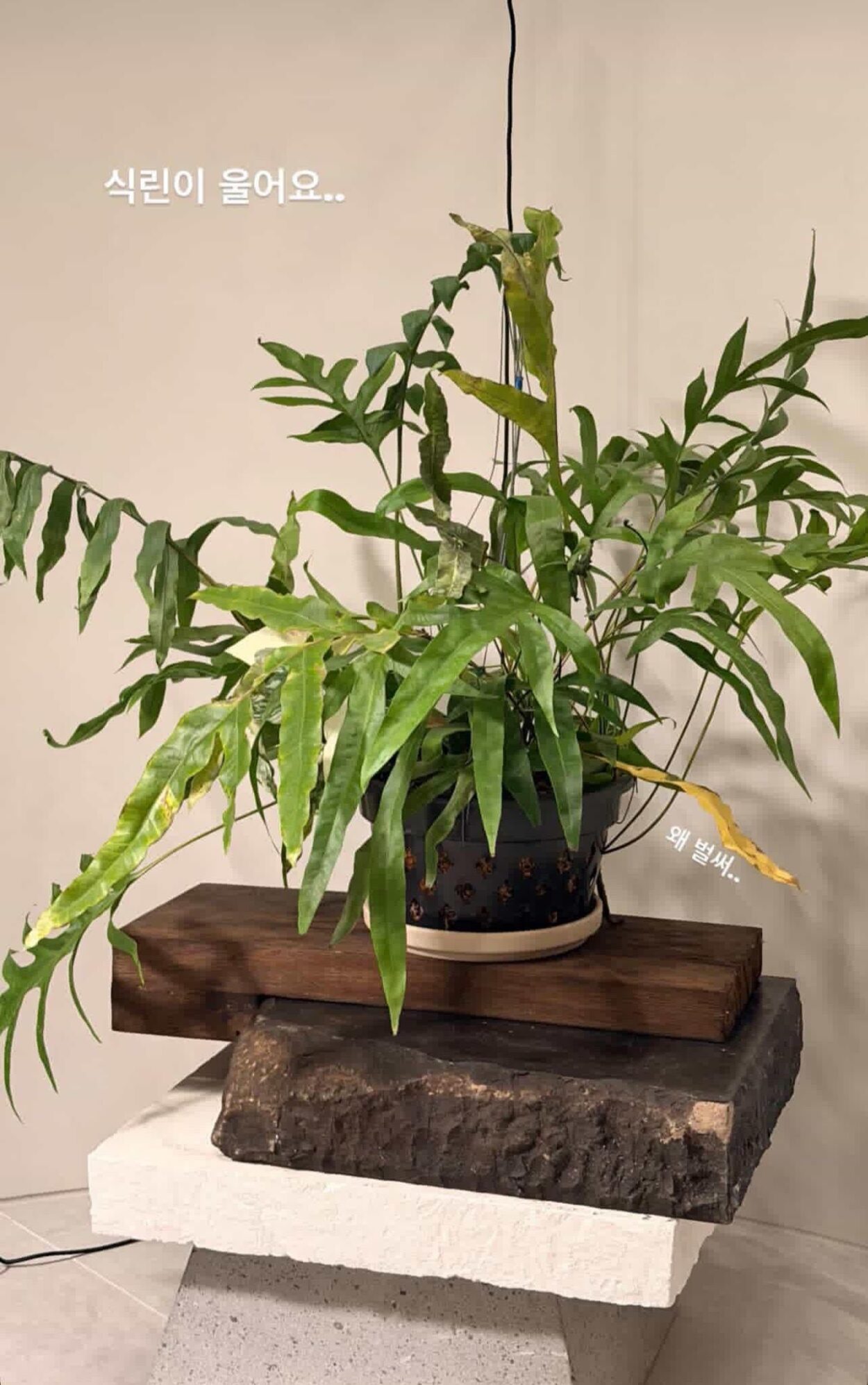 260125 Weverse Compilation