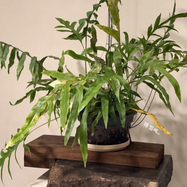 260125 Weverse Compilation