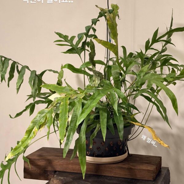 Taehyung IG Story 250126