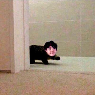 MODS ASLEEP - GIMME ALL YOUR FAV OR WEIRDEST CAT PICTURES!!!