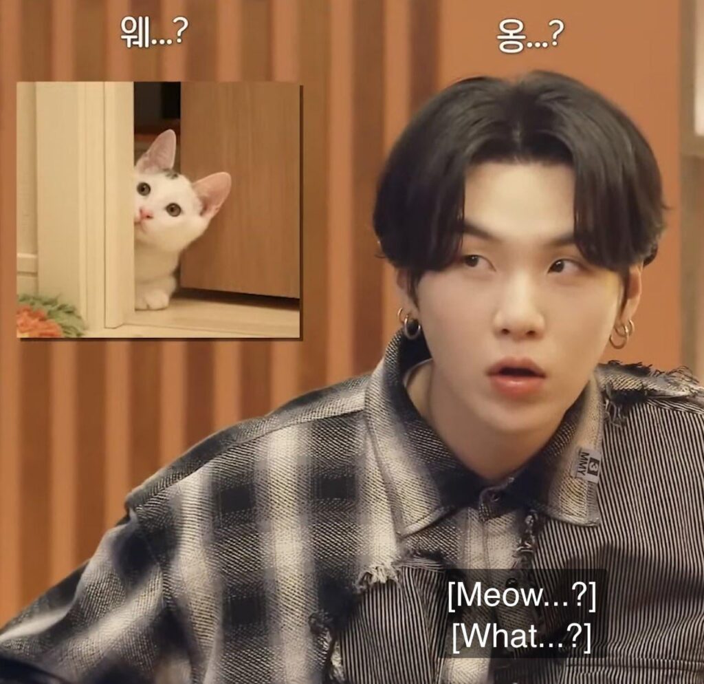 The cat has his birthday upcoming and I have a present for YOU (streaming concert ticket giveaway)