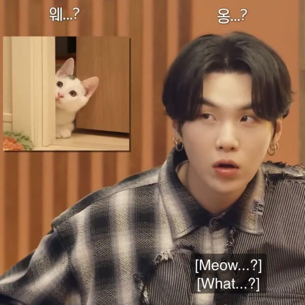 The cat has his birthday upcoming and I have a present for YOU (streaming concert ticket giveaway)