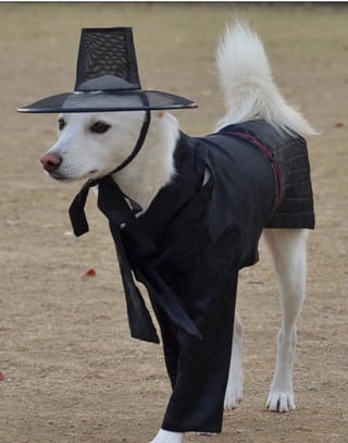 260402 Hype Merch on Reddit: Artist Designed Hanbok for Pets